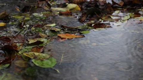 Rain drops into river Stock Footage 195272454