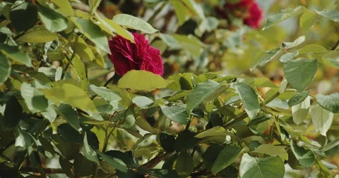 Rain drops on a rose bush in slow motion Stock Footage 101121327