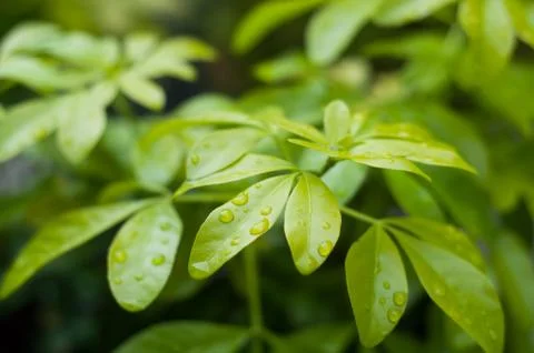 Rain drops on schefflera leaves Stock Photos