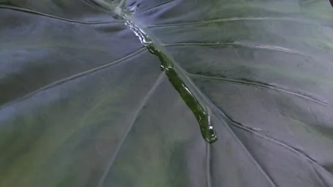 Rain drops scrolling on a tree leaf 库存影片 144157842