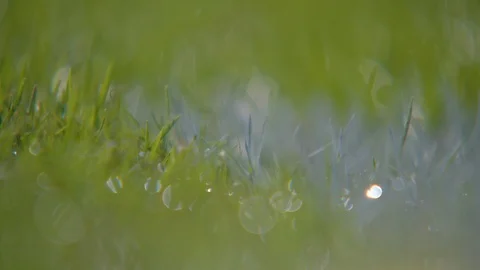 Rain drops shining on the green grass in the football field Stock Footage 102100054