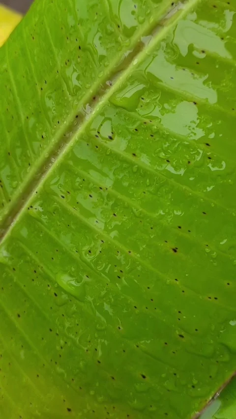 Rain Drops Sliding Across a Fresh Green Banana Leaf Stockbeeldmateriaal 341876883