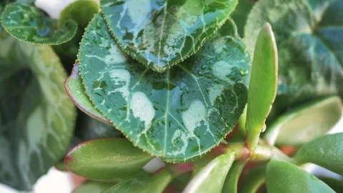 Rain drops sliding on cascading green leaves in slow motion and close up view Stock Footage 128296266