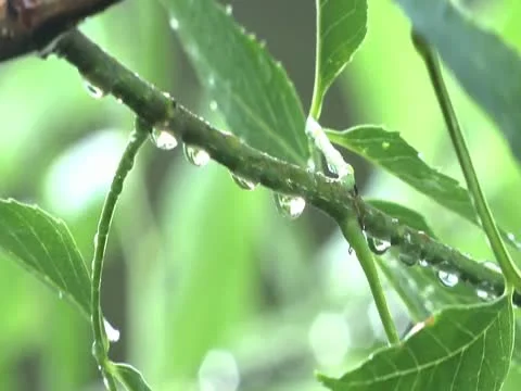 Rain Drops on Small Branch 库存影片 10561672
