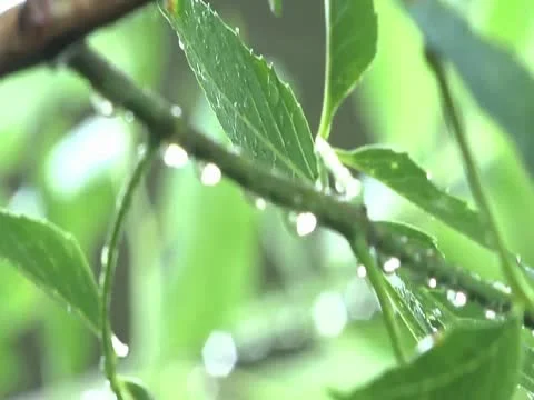 Rain Drops on Small Branch Rack Focus 库存影片 10561671