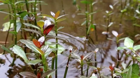 Rain drops into the small waterplants Stock Footage 150215516