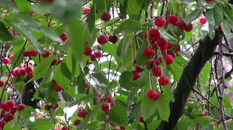 Rain drops, sour cherry tree, bunch, fresh ripe fruits on branch, orchard Stock Footage 53930567