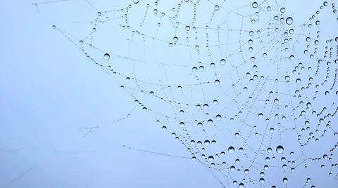 Rain drops on a spider web Stock Footage 34202609