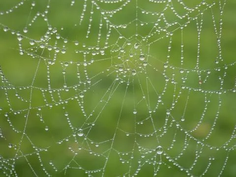 Rain drops on the spider web Stockfoto's
