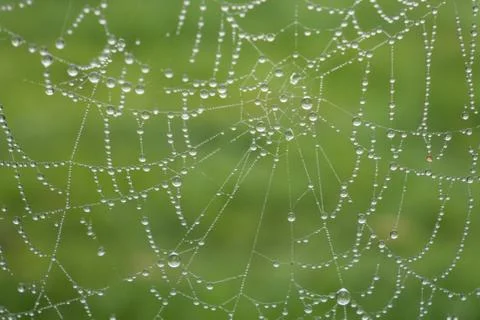 Rain drops on the spider web Stock Photos