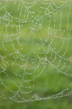 Rain drops on the spider web Фото