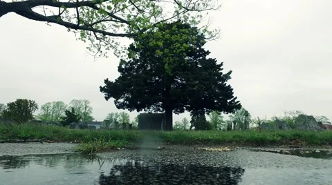 Rain Drops Splash into a Puddle with a Huge Tree Looming Above Stock Footage 62937676
