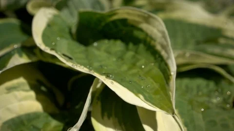 Rain drops splashing on Hosat leaf, slow motion Stock Footage 76296063