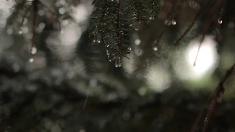 Rain Drops on Spruce Stock Footage 77479956