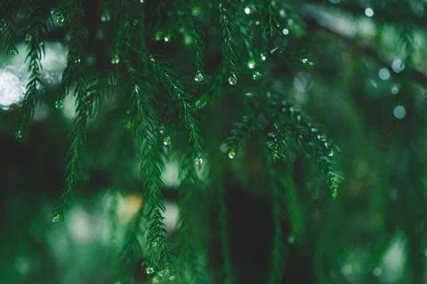 Rain drops on spruces Stock Photos
