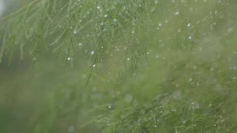 Rain Stop Falling Stock Videos – Royalty-Free HD & 4K Videos | Pond5