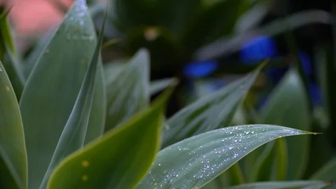 Rain drops on suculent leaves Stockbeeldmateriaal 129746131