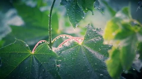 Rain Drops in Summer Forest Stock Footage 118956092