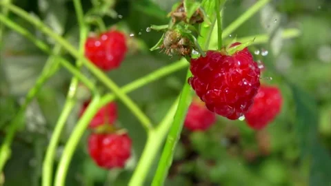 Rain drops of summer rain are falling on the ripe juicy raspberries Stock Footage 220217229