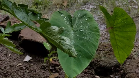 Rain drops on taro leaves, after rain. Stock Footage 289028254