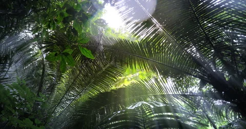 Rain drops through jungle forest canopy and sunshine rays, beams and sunlight Stock Footage 251915839