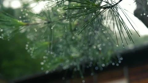 Rain drops on the tips of pine leaves on a rainy day. Stock Footage 272468635