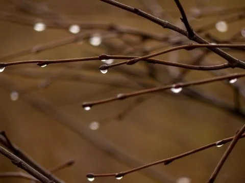 Rain drops on a tree branch Stock Photos
