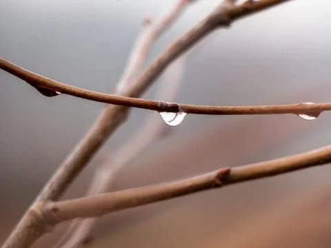 Rain drops on a tree branch Stock Photos