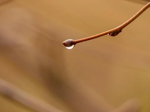 Rain drops on a tree branch Stock Photos