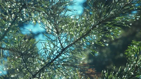 Rain drops on tree branches Stock Footage 175715048