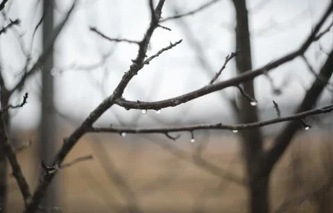 Rain drops on tree branches on a rainy day. Drops of rain hang on branch with Stock Photos