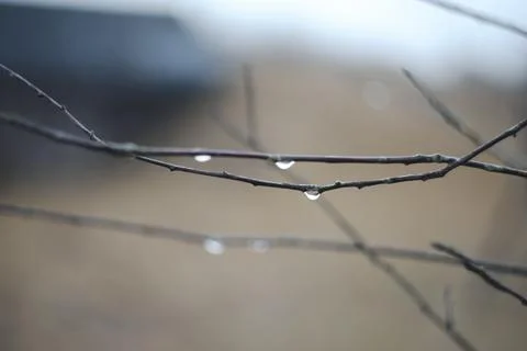 Rain drops on tree branches on a rainy day. Drops of rain hang on branch with Stock Photos