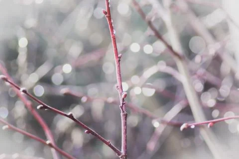 Rain drops on the tree brunches after the rain in spring, selective focus Stock Photos