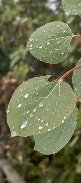 Rain drops on tree leaves. Stock Photos