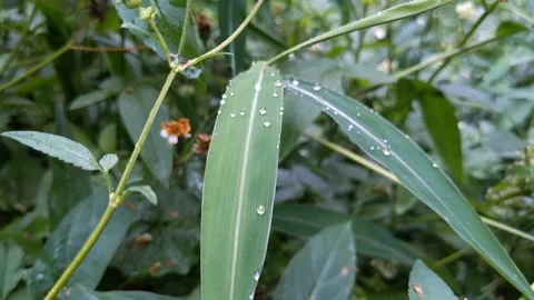 Rain drops on trees 스톡 동영상 143559463