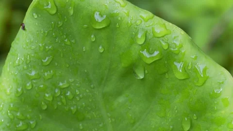 Rain Drops on Tropical Green Leaf With Tiny Ant Macro Shot Vídeos de archivo 335866375