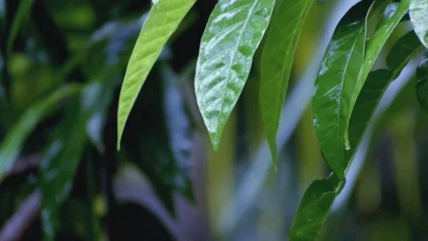 Rain Drops on Tropical Green Leaves Video stock 342210962