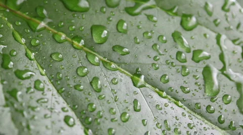 Rain drops on tropical leaf with bird sounds and rain sound Stock Footage 663819