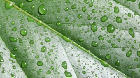 Rain drops on tropical leaf Stock Footage 663888