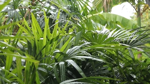 Rain drops on tropical leaf Stock Footage 73787547