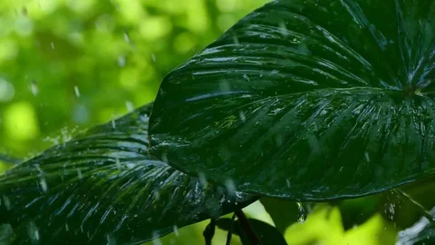 Rain drops on tropical leaf Stock Footage 82971225