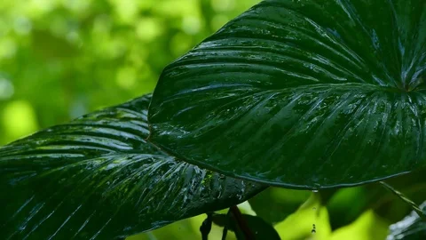 Rain drops on tropical leaf Stock Footage 82971250