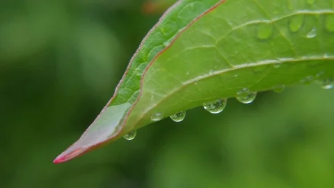 Rain drops on tropical leaf Stock Footage 84183293