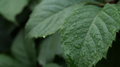 Rain drops on tropical leaf in soft slow motion Stock Footage 95692927