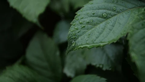 Rain drops on tropical leaf in soft slow motion Stock Footage 95694315