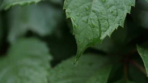 Rain drops on tropical leaf in soft slow motion Stock Footage 95695705