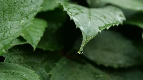 Rain drops on tropical leaf in soft slow motion Stock Footage 95696205