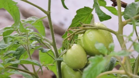 Rain drops unripe green tomatoes growing on a vine. Stock Footage 333747667