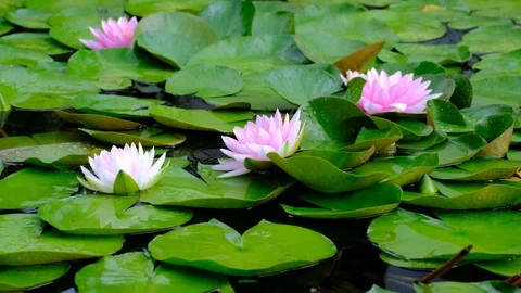 Rain drops water of beautiful pink waterlily Stock Footage 122000971