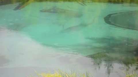 Rain drops on water. blue geyser lake in Altay mountains. Siberia. Russia. Stock Footage 84575997
